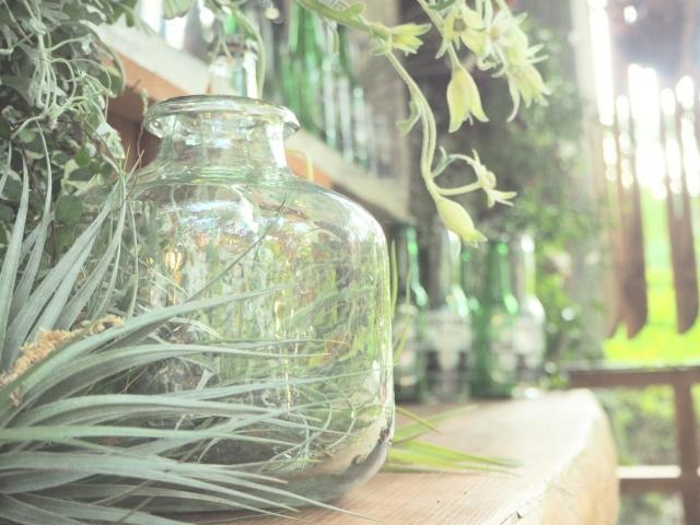 エアープランツって生きてるの 不思議な生態 種類 育て方 飾り方 Glamjp グラム